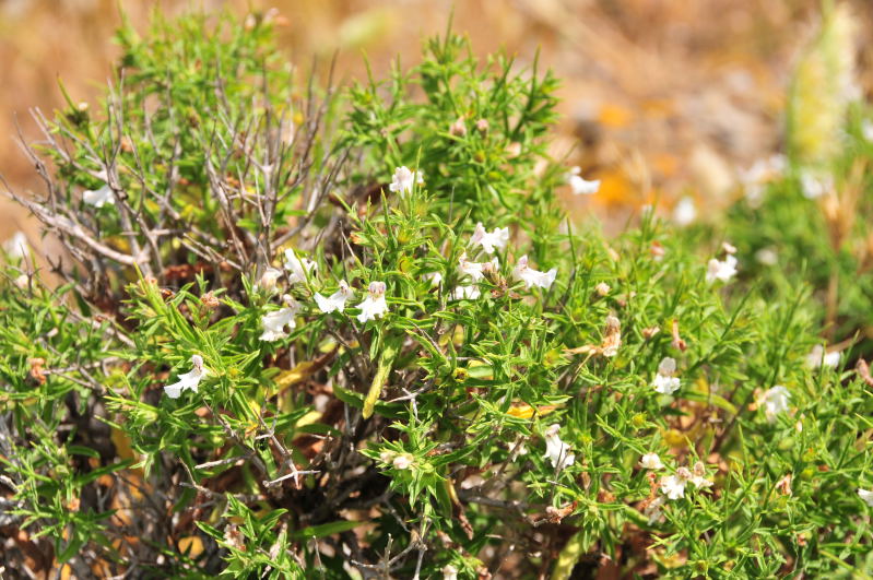 Stachys glutinosa / Betonica fetida